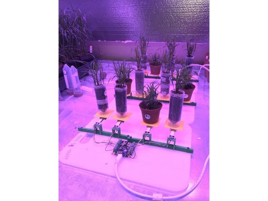 1046 in use measuring mass of plant material.